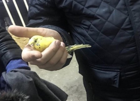 В Магнитогорске вытащили живого попугая из-под завалов на месте взрыва
