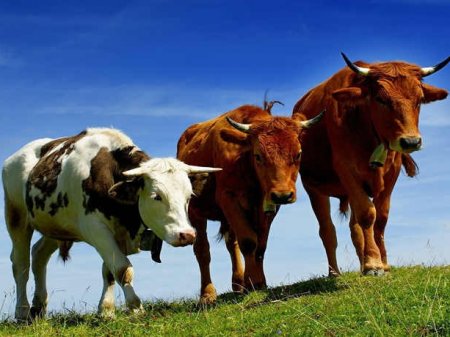 В парламенте подвергли критике передачу гражданам старых и больных животных