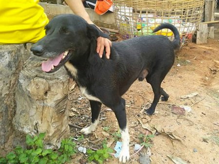 Собака нашла похороненного заживо младенца и спасла ему жизнь