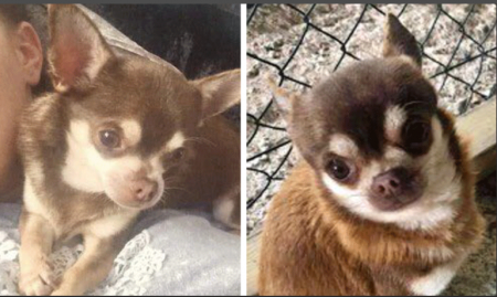 Чайка украла собаку на глазах у мужчины