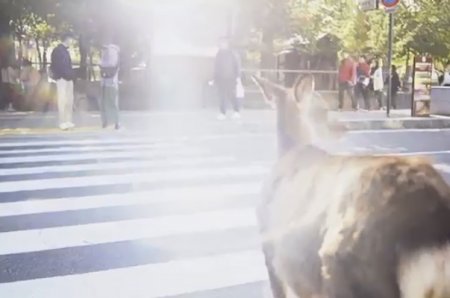 В Японии нашли оленя, знающего ПДД