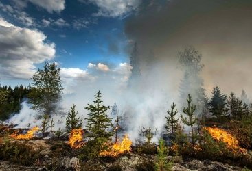 Австралии потребуется 100 лет для восстановления после пожаров