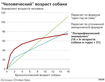 Человеческий возраст вашей собаки: новая научная формула подсчета