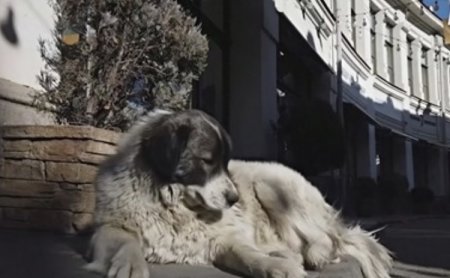 В Грузии лечат, кормят и стерилизуют бездомных собак