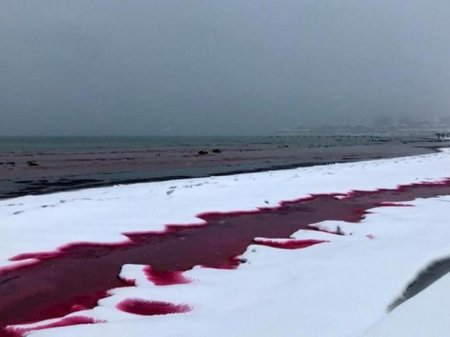 Каспийское море стало «кровавым»