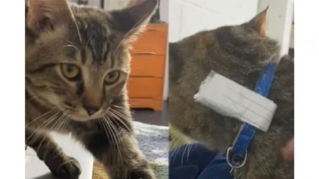 Кот тайно жил на два дома. Его выдала записка на шее Кот тайно жил на два дома. Его выдала записка на шее
