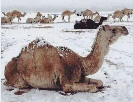 В Сахаре выпал снег