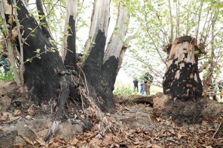Журналисты побывали в Гадруте, осмотрели восточные платаны возрастом выше 900 лет