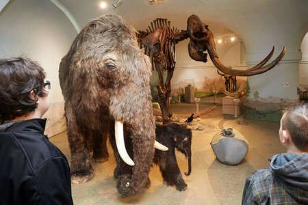 В США запущен проект по воскрешению мамонтов