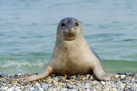 На Каспии сократилось количество тюленей