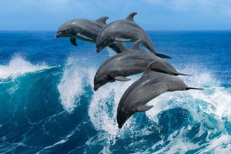 Тысячи дельфинов погибли из-за вторжения России в Украину