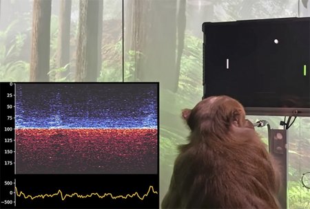 Зачем Neuralink Илона Маска проводит смертельные эксперименты на животных и есть ли у проекта будущее?