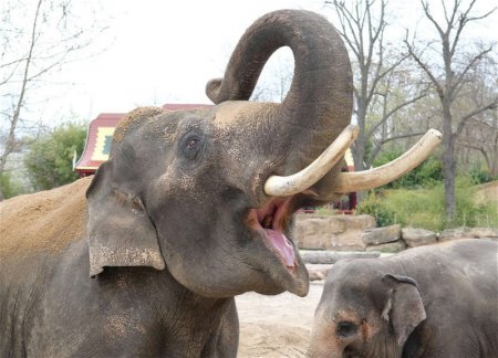 Слон затоптал женщину до смерти, а затем напал на ее тело на похоронах