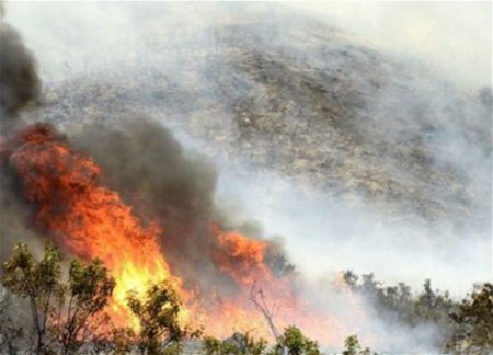 Названы причины лесных пожаров в Азербайджане