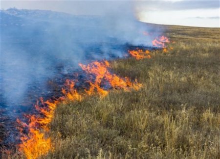 К тушению пожара в Масаллы привлечены свыше 100 сотрудников Минэкологии 