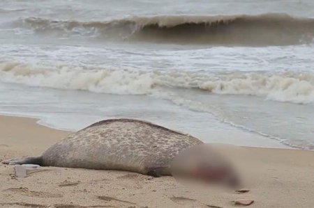 Число обнаруженных мертвых нерп в Дагестане выросло до 1 700