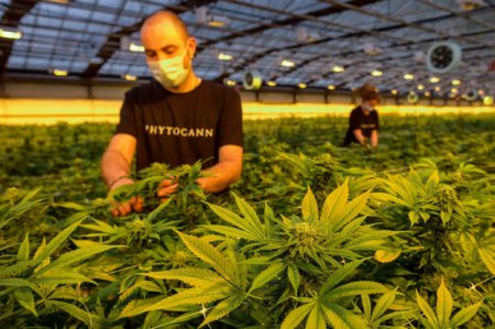 Французские власти легализовали продажу цветков и листьев конопли