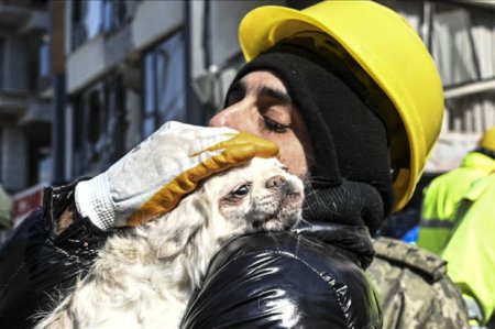В турецком Хатае собака помогла спасти женщину спустя 103 часа после бедствия 