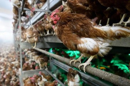 В Японии заявили об уничтожении 680 000 кур из-за вспышки птичьего гриппа