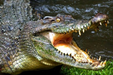 Во Флориде в пасти аллигатора нашли останки двухлетнего ребенка
