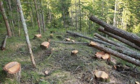 Cотрудники Минэкологии избили человека, протестовавшего против вырубки леса