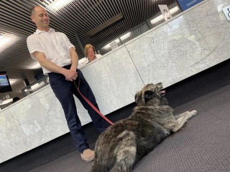 На пост мэра канадского Торонто претендует собака по кличке Молли - ФОТО