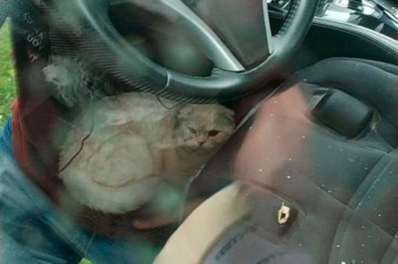 Кот выжил, упав с 23 этажа и пробив люк автомобиля 