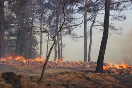В Турции не стихают лесные пожары