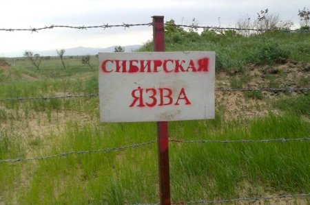 В Казахстане вспышка сибирской язвы