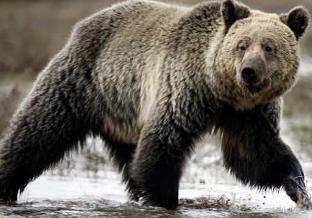 Медведи Приамурья не могут уйти в спячку из-за слишком теплой погоды