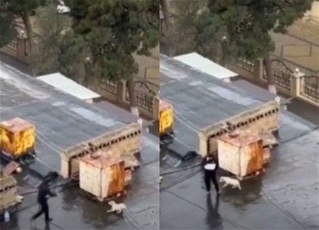 В Баку мужчина морит голодом и истязает собак на крыше одного из зданий