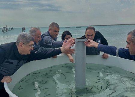 В Каспийское море выпущены мальки лосося