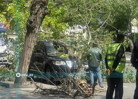 В Баку дерево рухнуло на автомобиль