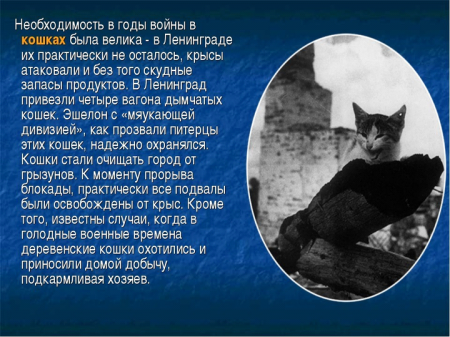 Животные, которые сыграли немаловажную роль в Великой Отечественной войне