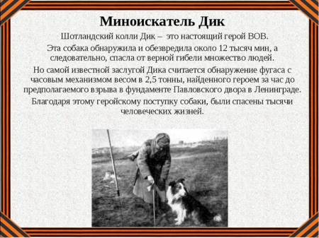 Животные, которые сыграли немаловажную роль в Великой Отечественной войне