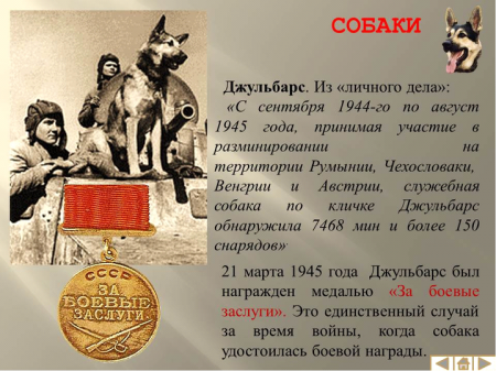 Животные, которые сыграли немаловажную роль в Великой Отечественной войне