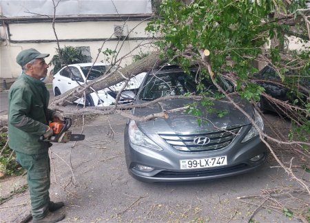 Сильный ветер в Баку повалил дерево на припаркованные автомобили