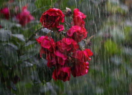 В Баку будет грозовой дождь