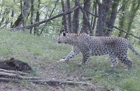 В направлении Кяльбаджара был замечен леопард