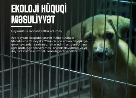 В Азербайджане ужесточены штрафы за жестокое обращение с животными