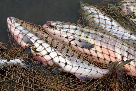 водится запрет на вылов рыбыB