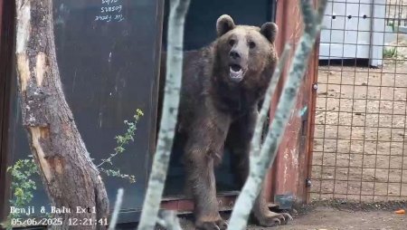 Спасенные из клетки в ресторане в Азербайджане медведи на свободе в Великобритании