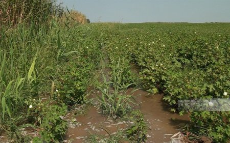 В селах Сабирабада из-за нехватки пресной воды хлопковые поля поливают соленой