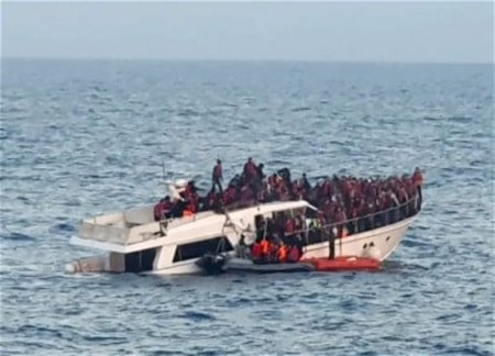 Дикие лисы, содержавшиеся в ресторане, выпущены на свободу