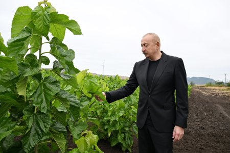 Президент Ильхам Алиев ознакомился с работой, проделанной в тутовом саду в селе Дашбулаг Ходжалинского района