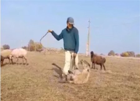 В Самухе задержан мужчина за жестокое обращение с животными